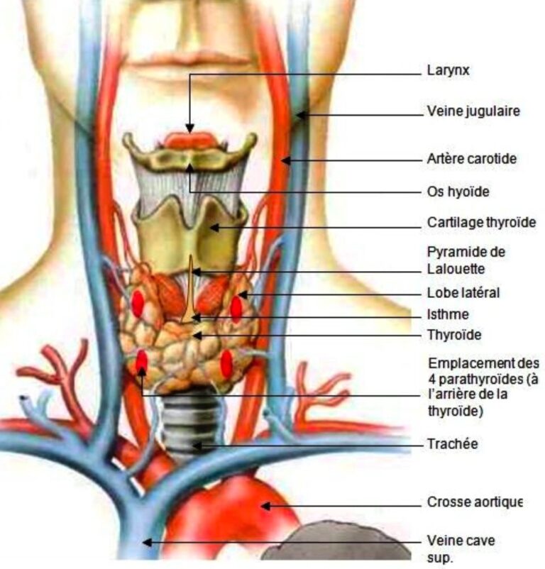 Pathologie cervicale extra vasculaire – REUNION ARMVOP