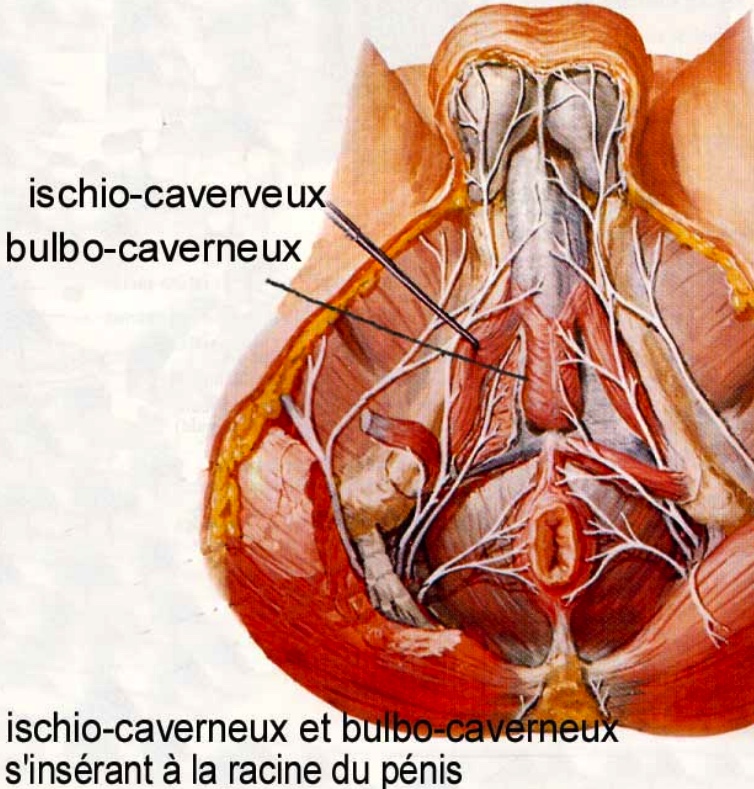 Projet du Club Médecine et Chirurgie Vasculaire Andrologique – CETI- Centre d’Exploration et Traitements de l’Impuissance